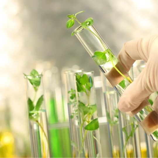 Nutrional testing plant material in test tubes