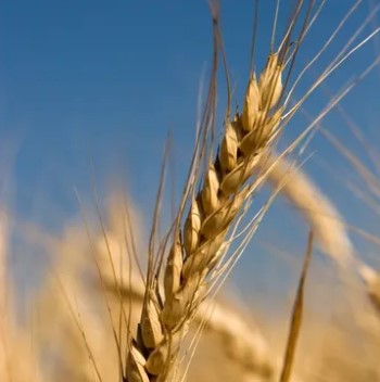 Organic Wheat Head